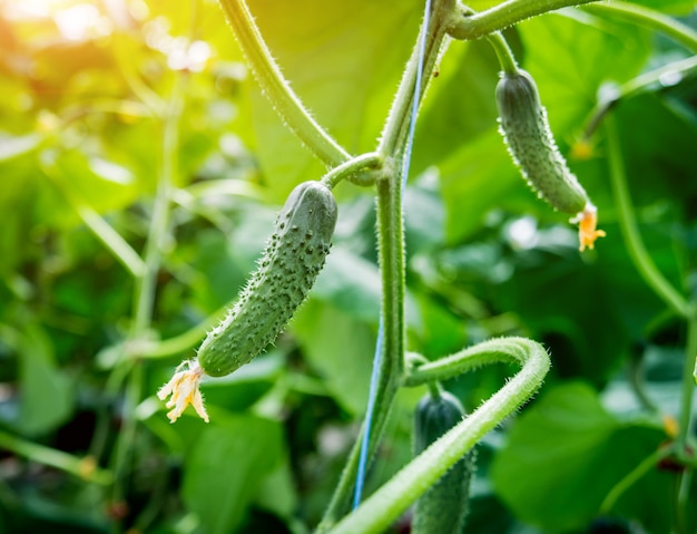 Long green cucumbers on a branch in a greenhouse