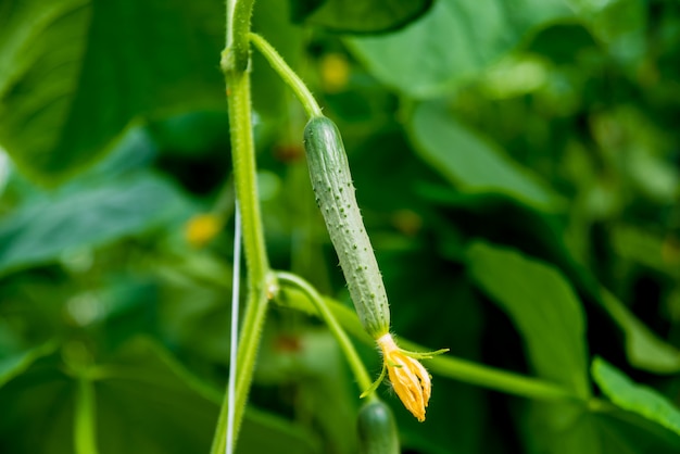 Long green cucumbers on a branch in a greenhouse