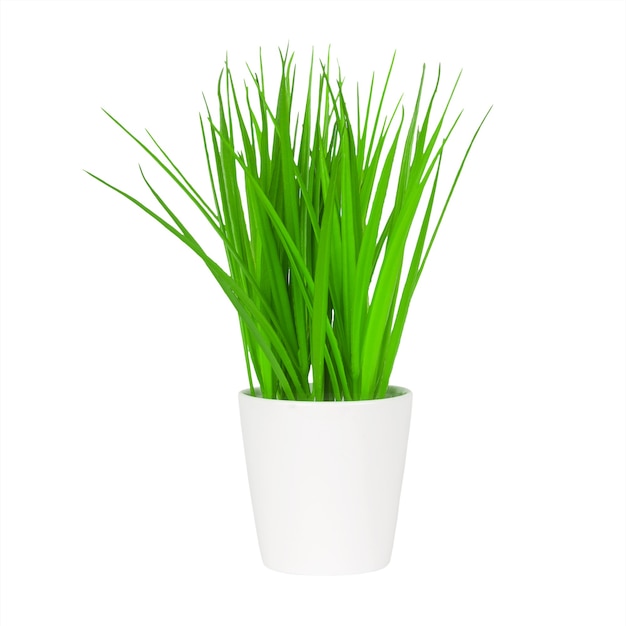 Long Green Grass in a White Flowerpot on a white background