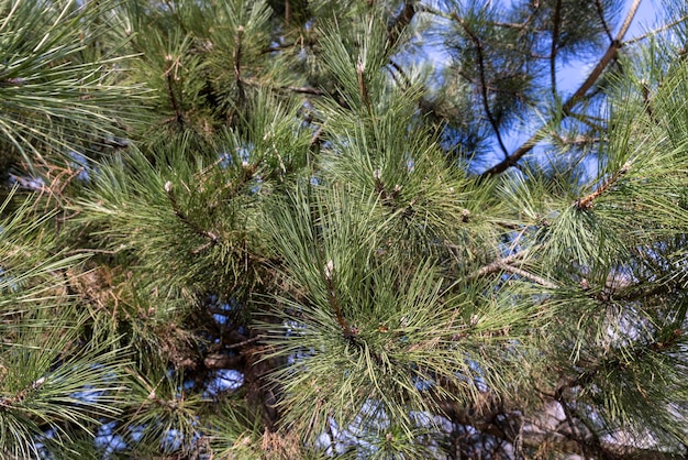 Long green needles on a young pine tree in the spring season a closeup of a pine tree in sunny spring weather