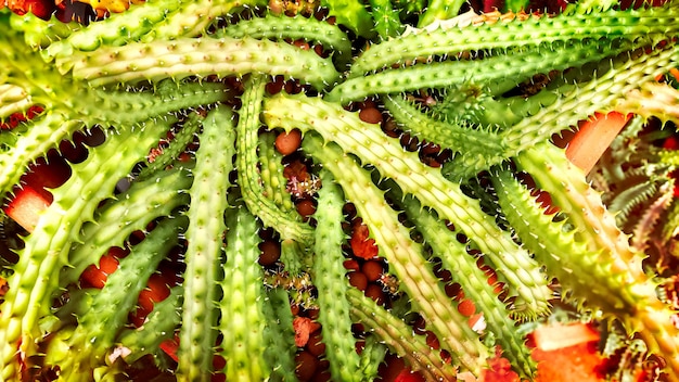 Long Green Spiky Desert Plant in the Clay Pot