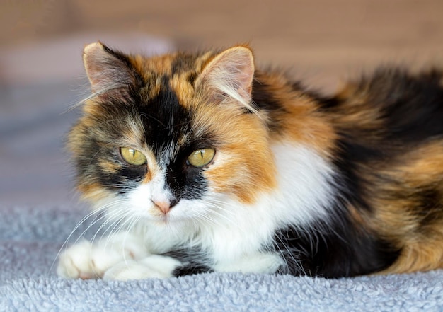 Long haired calico cat cute