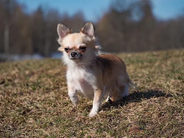 Long-haired color sable Chihuahua dog posing outdoors.