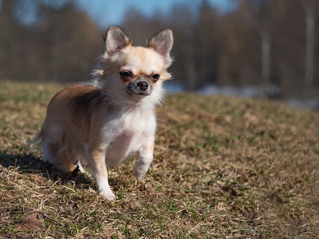 Long-haired color sable Chihuahua dog posing outdoors.