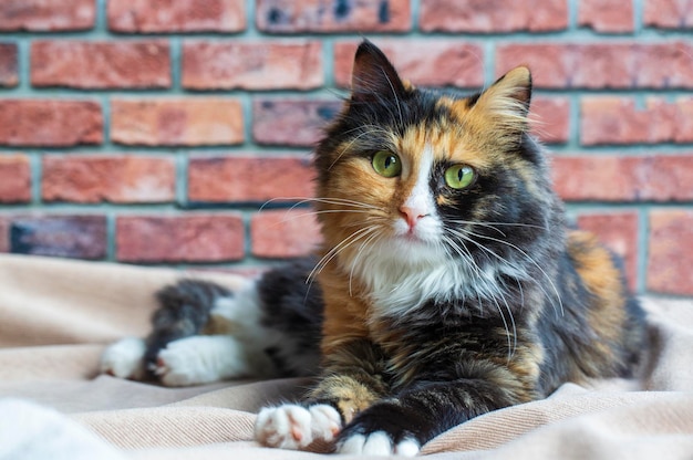 Long-haired kitten calico type cat.