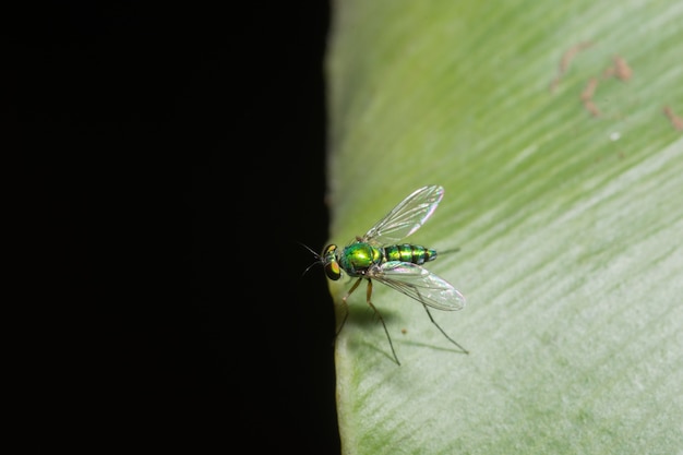 long-legged flies