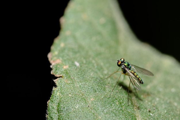 long-legged flies