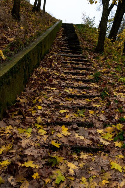 A long old concrete staircase is strewn with colorful fallen leaves in the middle of autumn Beautiful park area for recreation and entertainment