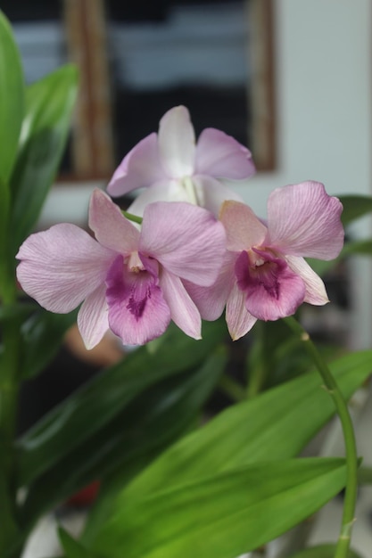 Photo long orchid flower with a very beautiful and