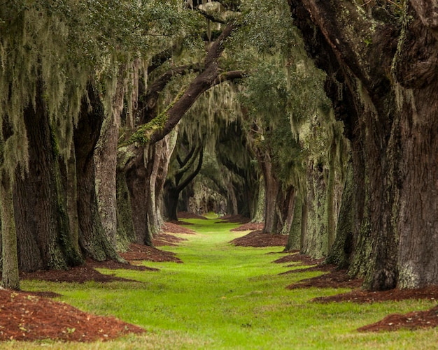 Long path through oaks to unknown destination