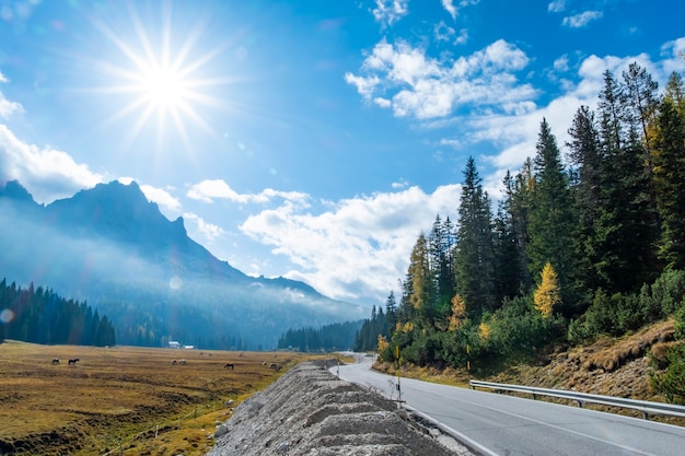 Long road to beautiful landscape view of pine trees