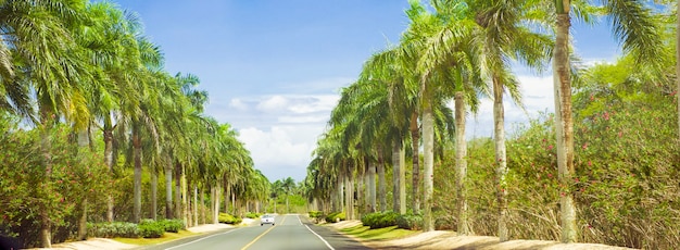 Long road lined with palm trees and blue sky.