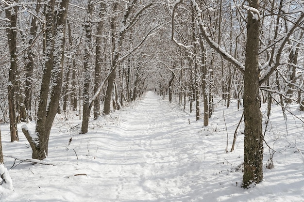 long road in winter forest with lots of snow