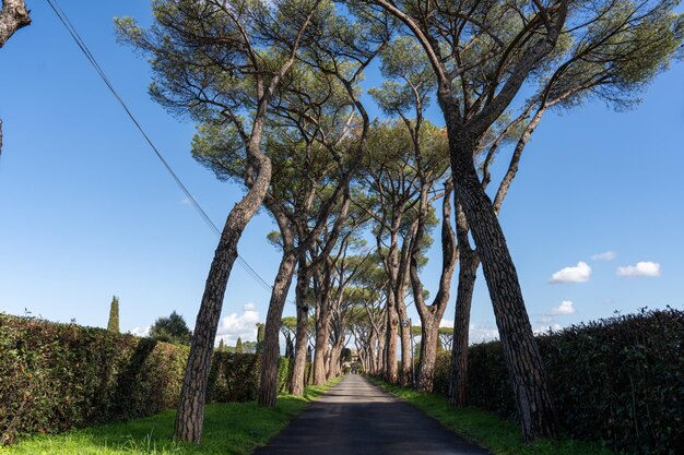 A long road with trees on both sides