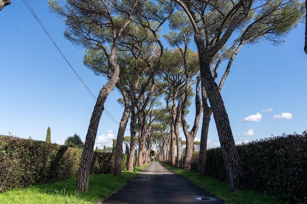 A long road with trees on both sides