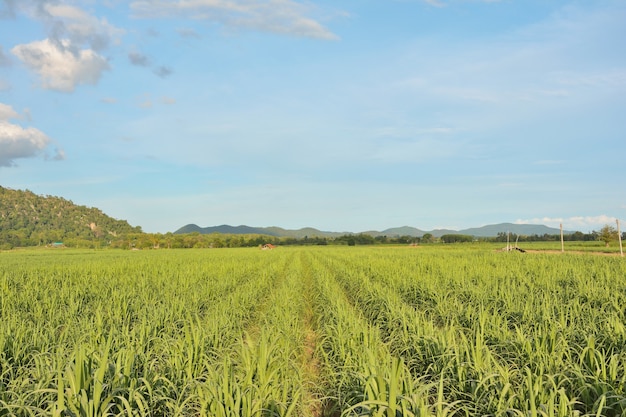 Long row of sugarcane fields with mountains and sky as background