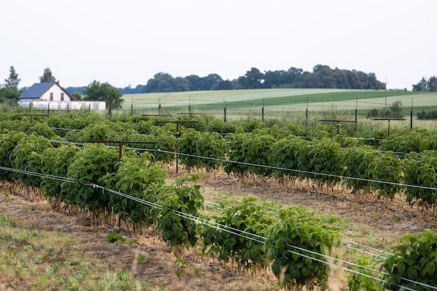 Long rows with green raspberry bushes near the house many raspberry bushes in the garden