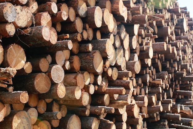 Long sawn logs lie on the pile on the site