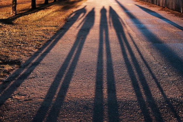 Long shadows from a group of people who walk in the evening in t