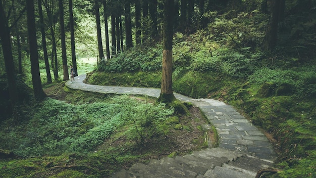 Long street in Green forest - Alishan National Forest Recreation Area in Chiayi County, Alishan Township, Taiwan