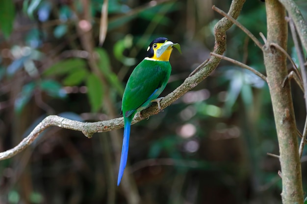 Long-tailed Broadbill Psarisomus dalhousiae Beautiful Birds of Thailand