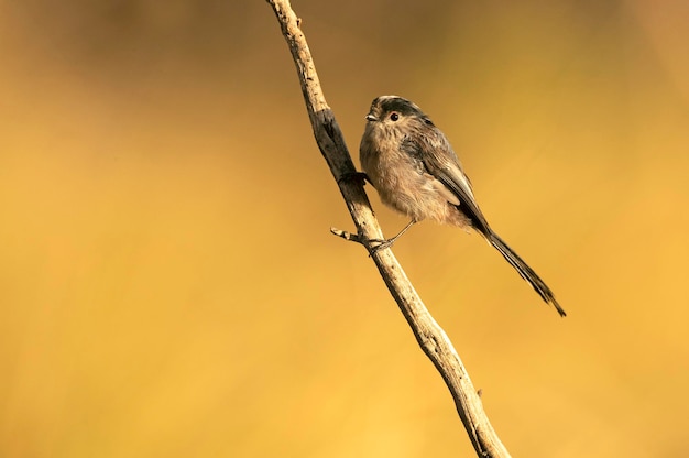 Long-tailed tit on a branch near a natural spring in a Mediterranean forest