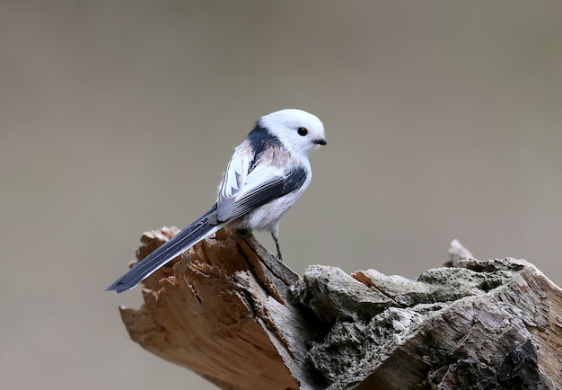 LOng tailed tit close up