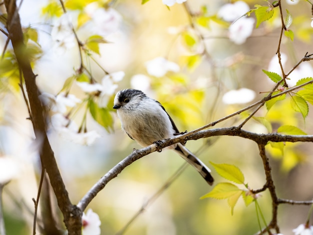 Long-tailed tit perched on a tree branch