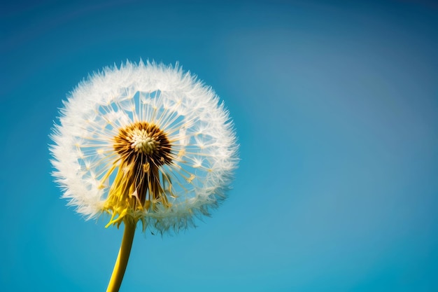 Long thin dandelion with seeds in nature against bright blue sky generative ai