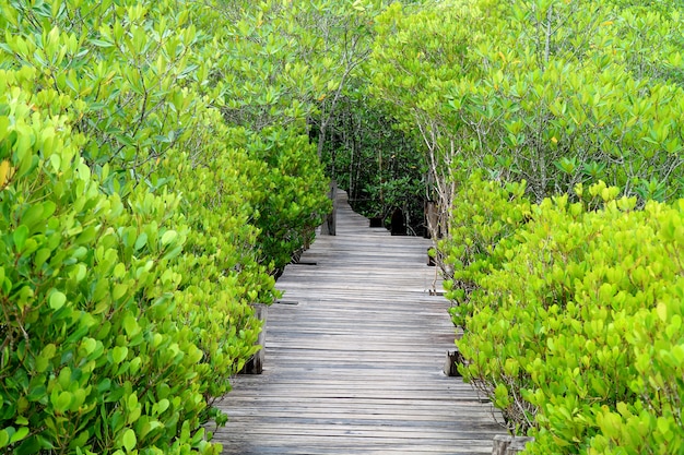 Long wooden path among vibrant green Indian Mangrove or Spurred Mangrove forest, Thailand