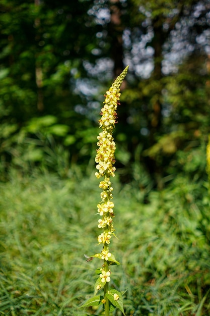 Long yellow flower growing in the garden