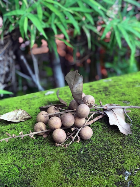 Longan Fruit Asian