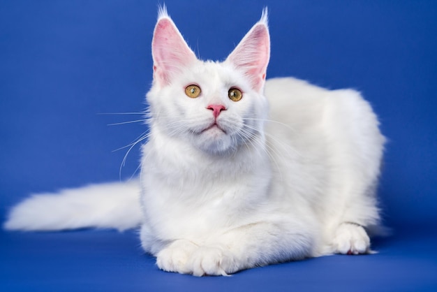 Longhair cat breed maine shag cat portrait of white color female coon cat lies on blue background