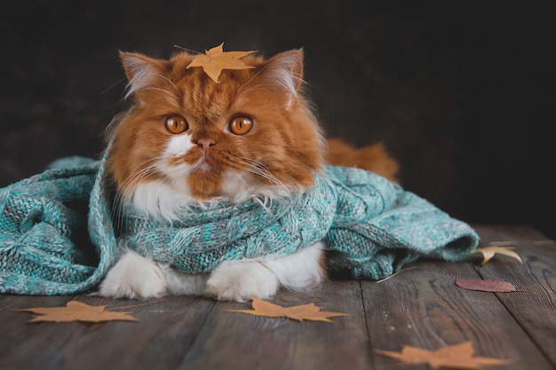 Longhair ginger cat in a blue knitted scarf surrounded by dry autumn leaves.