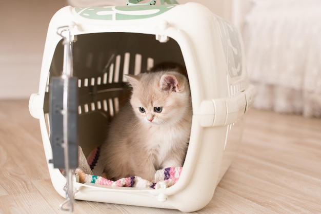 Longhaired British kittens in a carrier