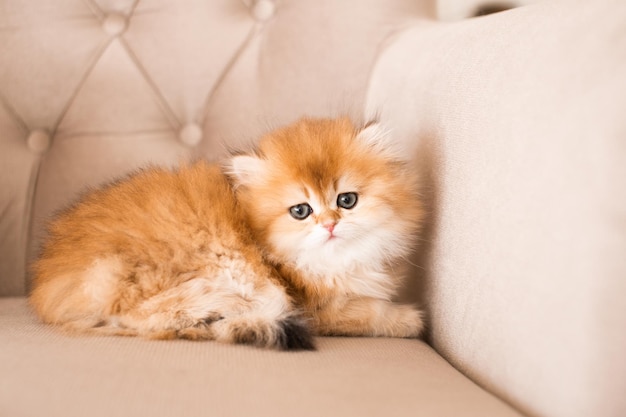 Longhaired british kittens