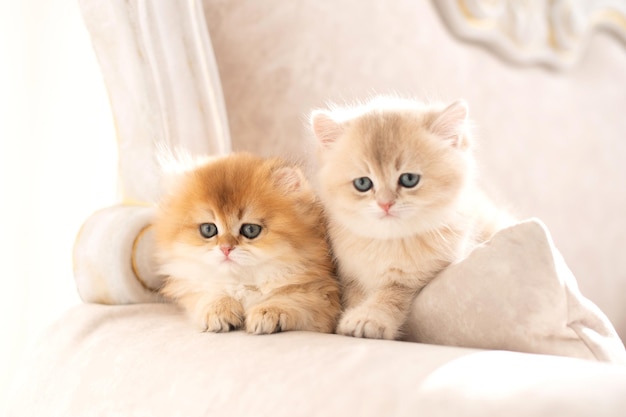 Longhaired british kittens