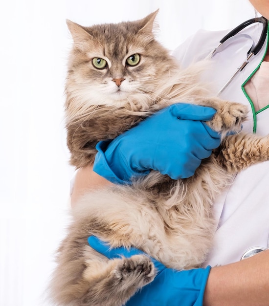 Longhaired cat in hands of vet doctor