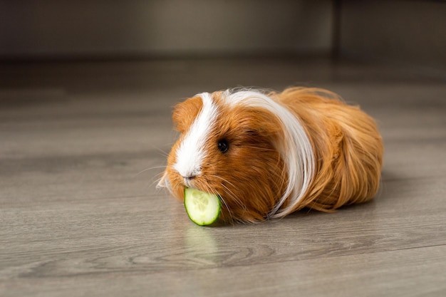 A longhaired guinea pig sits on the floor and eats a cucumber