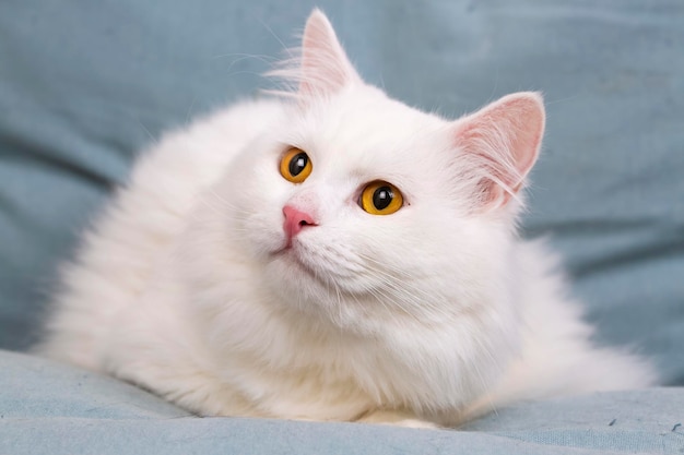 Longhaired white cat, pet animal.