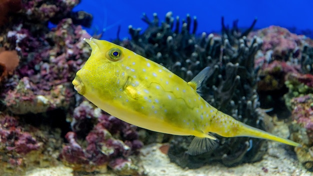 Longhorn cowfish. yellow fish on coral