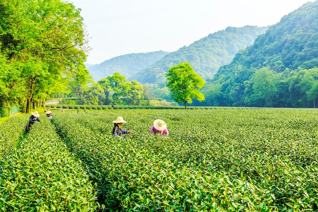 Longjing tea garden in West Lake