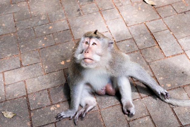 Longtailed macaques Macaca fascicularis in Sacred Monkey Forest Ubud Indonesia