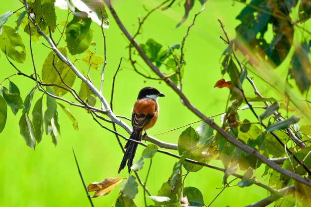 Longtailed Shrike Lanius schach Linnaeus 1758