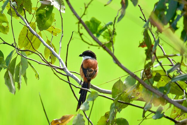 Longtailed Shrike Lanius schach Linnaeus 1758