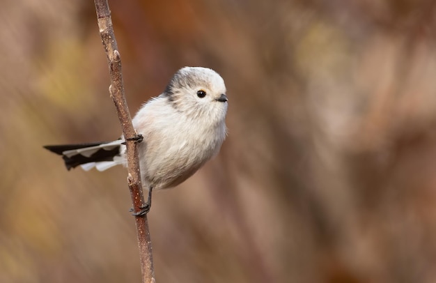 Longtailed tit Aegithalos caudatus A beautiful bird sitting on a thin twig