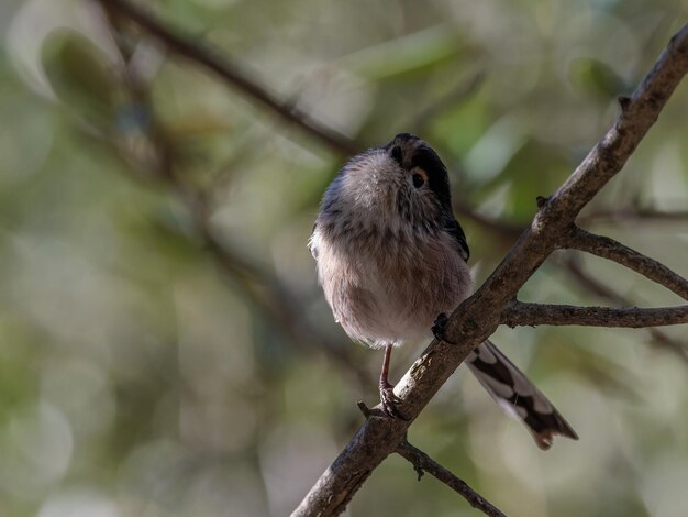 Longtailed tit Aegithalos caudatus Bird in its natural environment