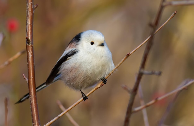 Longtailed tit Aegithalos caudatus A bird sits on a bush branch