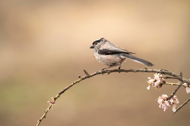 Longtailed tit in a Mediterranean forest with the first light of the day