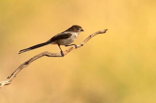 Longtailed tit with the last lights of the afternoon in a Mediterranean forest in spring